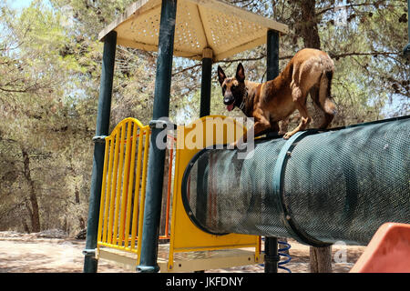 Efrat, West Bank. 23 Luglio, 2017. Il cane di Israele, unità di IDU, non profit Unità canina, treni di cani per salvare la vita di lavoro nel settore della sicurezza, ricerca e salvataggio, per il fissaggio di abitazioni e insediamenti. Un recente intrusione terroristica in un insediamento Halamish home ha portato alla accoltellato di quattro e l'assassinio di tre israeliani. Credito: Nir Alon/Alamy Live News Foto Stock