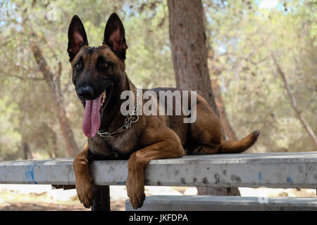 Efrat, West Bank. 23 Luglio, 2017. Il cane di Israele, unità di IDU, non profit Unità canina, treni di cani per salvare la vita di lavoro nel settore della sicurezza, ricerca e salvataggio, per il fissaggio di abitazioni e insediamenti. Un recente intrusione terroristica in un insediamento Halamish home ha portato alla accoltellato di quattro e l'assassinio di tre israeliani. Credito: Nir Alon/Alamy Live News Foto Stock