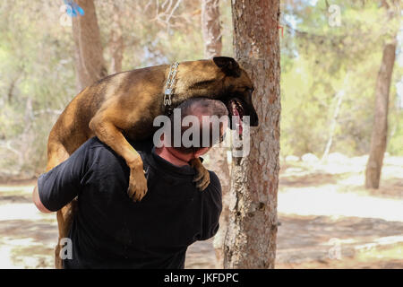 Efrat, West Bank. 23 Luglio, 2017. Il cane di Israele, unità di IDU, non profit Unità canina, treni di cani per salvare la vita di lavoro nel settore della sicurezza, ricerca e salvataggio, per il fissaggio di abitazioni e insediamenti. Un recente intrusione terroristica in un insediamento Halamish home ha portato alla accoltellato di quattro e l'assassinio di tre israeliani. Credito: Nir Alon/Alamy Live News Foto Stock