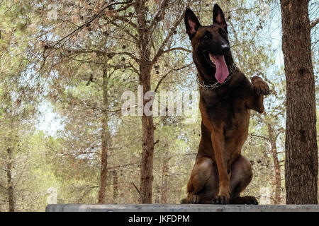 Efrat, West Bank. 23 Luglio, 2017. Il cane di Israele, unità di IDU, non profit Unità canina, treni di cani per salvare la vita di lavoro nel settore della sicurezza, ricerca e salvataggio, per il fissaggio di abitazioni e insediamenti. Un recente intrusione terroristica in un insediamento Halamish home ha portato alla accoltellato di quattro e l'assassinio di tre israeliani. Credito: Nir Alon/Alamy Live News Foto Stock