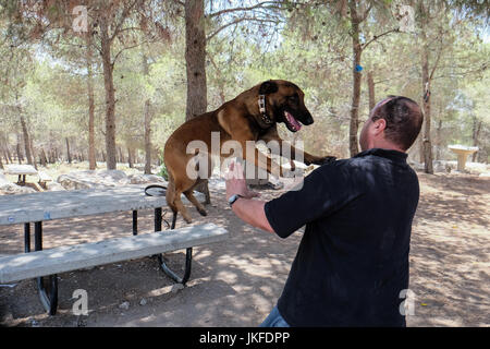 Efrat, West Bank. 23 Luglio, 2017. Il cane di Israele, unità di IDU, non profit Unità canina, treni di cani per salvare la vita di lavoro nel settore della sicurezza, ricerca e salvataggio, per il fissaggio di abitazioni e insediamenti. Un recente intrusione terroristica in un insediamento Halamish home ha portato alla accoltellato di quattro e l'assassinio di tre israeliani. Credito: Nir Alon/Alamy Live News Foto Stock