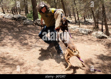 Efrat, West Bank. 23 Luglio, 2017. Il cane di Israele, unità di IDU, non profit Unità canina, treni di cani per salvare la vita di lavoro nel settore della sicurezza, ricerca e salvataggio, per il fissaggio di abitazioni e insediamenti. Un recente intrusione terroristica in un insediamento Halamish home ha portato alla accoltellato di quattro e l'assassinio di tre israeliani. Credito: Nir Alon/Alamy Live News Foto Stock