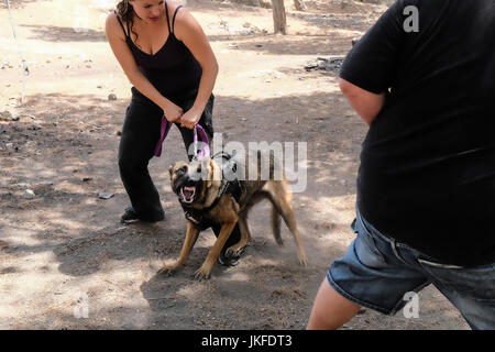 Efrat, West Bank. 23 Luglio, 2017. Il cane di Israele, unità di IDU, non profit Unità canina, treni di cani per salvare la vita di lavoro nel settore della sicurezza, ricerca e salvataggio, per il fissaggio di abitazioni e insediamenti. Un recente intrusione terroristica in un insediamento Halamish home ha portato alla accoltellato di quattro e l'assassinio di tre israeliani. Credito: Nir Alon/Alamy Live News Foto Stock