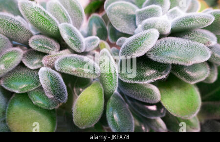 Close up, verde, piante succulente, bianco raffica, full frame Foto Stock