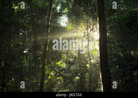 Raggi di sole nel profondo della foresta di pioggia Foto Stock
