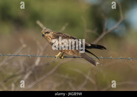Sibilo Kite, Haliastur sphenurus a Karumba, Queensland, Australia Foto Stock