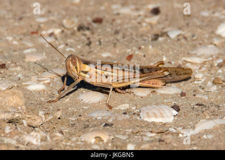 Sperone-throated Locust, Austracris guttulosa a Karumba, Queensland, Australia Foto Stock