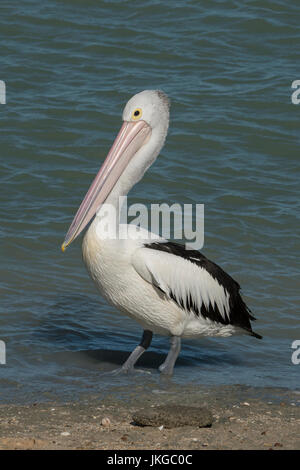 Australian Pelican, Pelecanus conspicillatus a Karumba, Queensland, Australia Foto Stock