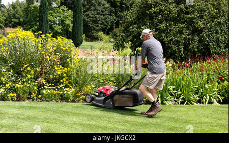 Un maschio di giardiniere taglio erba con un azionamento a benzina falciatrice Foto Stock