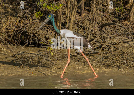 Nero-colli, Stork Ephippiorhynchus asiaticus a Karumba, Queensland, Australia Foto Stock