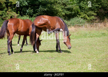 Due brown Holsteiner mares distribuire vola su un pascolo Foto Stock