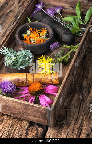 Set di erbe, piante e infiorescenze in una scatola di legno Foto Stock