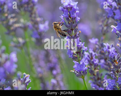 Honeybee lavoratore Apis mellifera avanzamento sul giardino lavanda Foto Stock