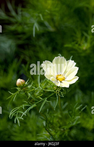 Cosmos bipinnatus "Xanthos' Fiori. Foto Stock