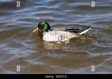 Drake mallard racing attraverso l'acqua Foto Stock