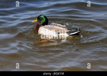 Drake mallard racing attraverso l'acqua Foto Stock