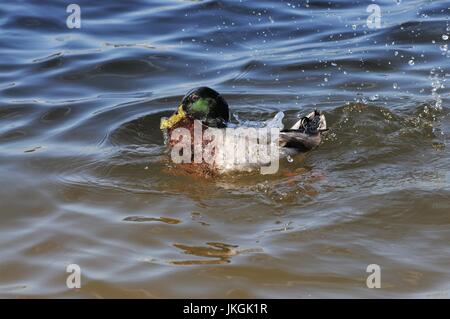 Drake mallard racing attraverso l'acqua Foto Stock