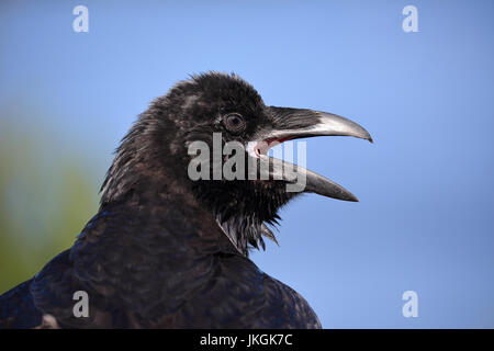 Close-up, headshot, di una vocazione Raven Foto Stock