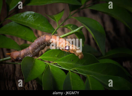 Caterpillar colorati o worm Brown, Daphnis nerii mangiare foglie su uno sfondo di legno Foto Stock