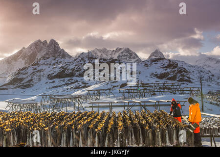 Baccalà alla essiccazione, Reine village, Isole Lofoten in Norvegia Foto Stock