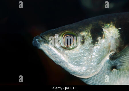 Pesce arciere / (Toxotes jaculatrix) / Nastrare pesce arciere | Schuetzenfisch / (Toxotes jaculatrix) / Schützenfisch Foto Stock