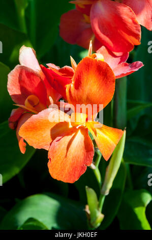 Cleopatra di canna Foto Stock