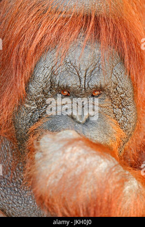 Bornean orango , femmina / (Pongo pygmaeus pygmaeus) / Bornean Orangutan | Borneo-Orang-Utan, weiblich / (Pongo pygmaeus pygmaeus) Foto Stock
