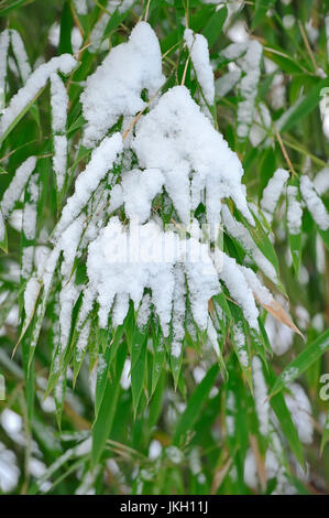 Giapponese di bambù di legname, foglie con neve / (Phyllostachys bambusoides) | Bambus, Blaetter mit Schnee / (Phyllostachys bambusoides) Foto Stock