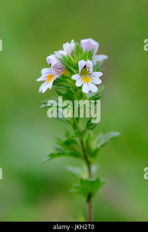 Eyebright comune, Austria / (euphrasia officinalis, Euphrasia rostkoviana, euphrasia officinalis subsp. rostkoviana) Foto Stock