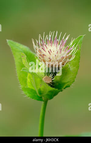 Cavolo Thistle, Baviera, Germania / (Cirsium oleraceum) | Kohl-Kratzdistel, Bayern, Deutschland Foto Stock