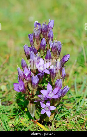 Chiltern Genziana, Baviera, Germania / (Gentianella germanica, Gentiana germanica) | Deutscher Enzian, Bayern, Deutschland Foto Stock