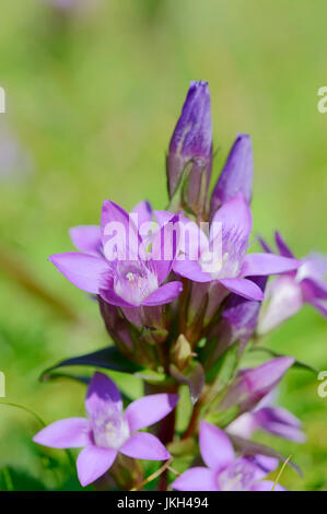 Chiltern Genziana, Baviera, Germania / (Gentianella germanica, Gentiana germanica) | Deutscher Enzian, Bayern, Deutschland Foto Stock