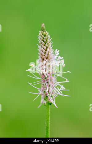 Annoso piantaggine, Baviera, Germania / (Planzago media) | Mittlerer Wegerich, Bayern, Deutschland / (Planzago media) Foto Stock