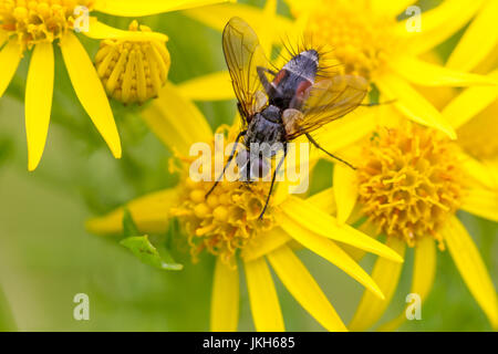Regno Unito Fauna selvatica: il distintivo e peloso eriothrix rufomaculata, parassitarie volare con patch rosso sul suo addome su fiori gialli, West Yorkshire Foto Stock