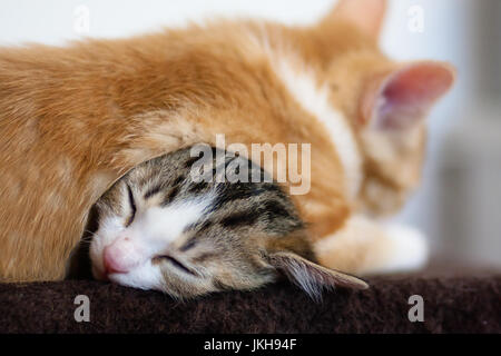 I gattini dormono sulla parte superiore di un altro Foto Stock