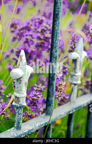 Fleur de Lys ringhiere con lavanda dietro, ina Charmouth front-giardino, Dorset Foto Stock