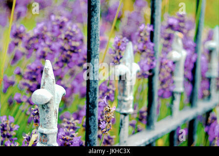Fleur de Lys ringhiere con lavanda dietro, in un Charmouth front-giardino, Dorset Foto Stock
