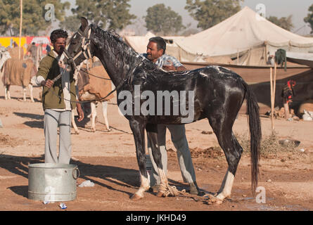 Gli uomini di lavaggio di un cavallo Marwari presso il Nagaur annuale Fiera del Bestiame nel Rajasthan, India Foto Stock