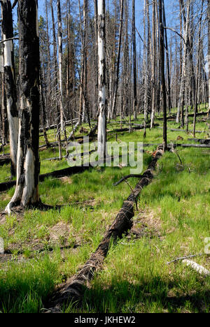 La nuova crescita della vegetazione dopo i danni provocati dal fuoco, il Parco Nazionale di Yellowstone, Wyoming USA Foto Stock