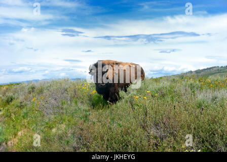 Bison, il Parco Nazionale di Yellowstone Foto Stock