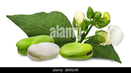 Fagioli bianchi con foglie close up isolati su sfondo bianco Foto Stock