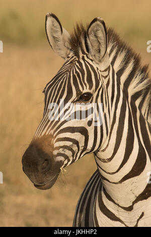 Close up ritratto di zebre in testa il Masai Mara in Kenya Foto Stock