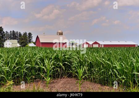 Un raccolto di mais su una farm di Illinois inizia ad oscurare una degli esterni, granaio, silos e altri edifici. South Elgin, Illinois, Stati Uniti d'America. Foto Stock