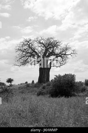 Baobab prese nel Parco Nazionale di Tarangire e Foto Stock