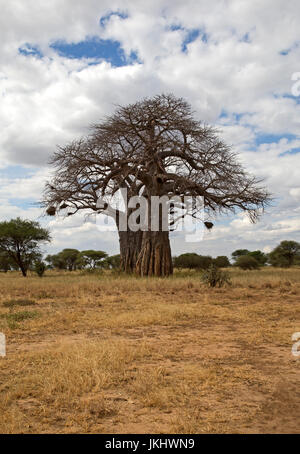 Baobab prese nel Parco Nazionale di Tarangire e Foto Stock