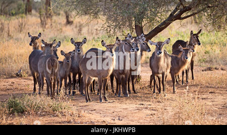 Gruppo di waterbucks presi in East African Safari Foto Stock