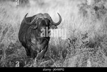 Bianco e nero buffalo presi in East African Safari Foto Stock