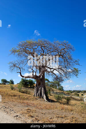 Baobab prese nel Parco Nazionale di Tarangire e Foto Stock