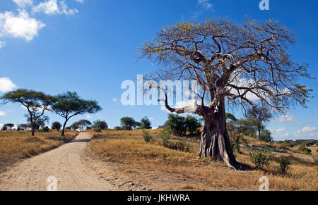 Baobab prese nel Parco Nazionale di Tarangire e Foto Stock