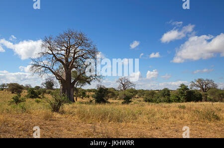 Baobab prese nel Parco Nazionale di Tarangire e Foto Stock